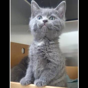 Domestic Short Hair Cats Available for Adoption - Saturn | PetCurious