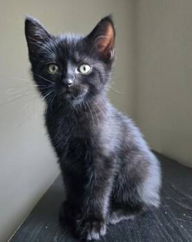 Dolomite -  Domestic Short Hair Cat for Adoption in Indianapolis, Indiana - Dolomite | PetCurious