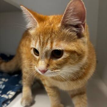 Domestic Short Hair Cats Available for Adoption in Tulsa, Oklahoma - Sunshine | PetCurious