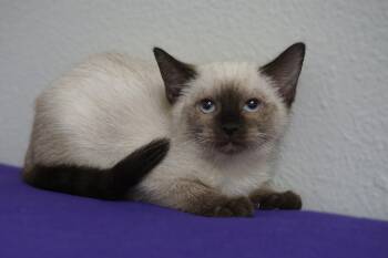 Siamese Cats Available for Adoption in Fountain Hills, Arizona - Lapis Lazuli | PetCurious