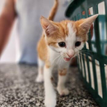 Milo -  Domestic Short Hair Cat for Adoption in Centerville, Tennessee - Milo | PetCurious