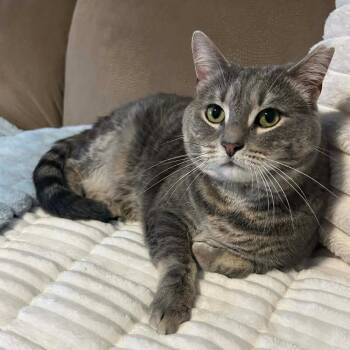 Domestic Short Hair Cats Available for Adoption - Boo-rrito | PetCurious
