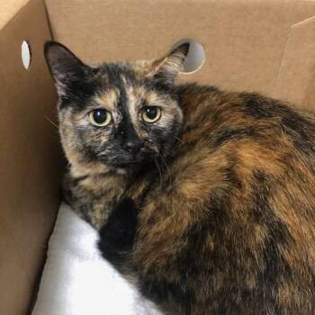 Domestic Short Hair Cats Available for Adoption - Luna | PetCurious