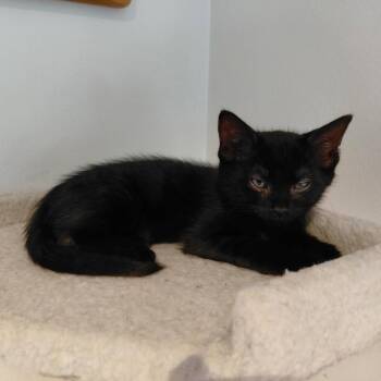 Astro -  Domestic Short Hair Cat for Adoption in Shorewood, Illinois - Astro | PetCurious