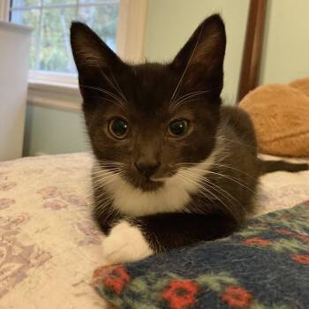 Rescue Domestic Short Hair Cats for Adoption in Richmond, Virginia - Sunwing | PetCurious