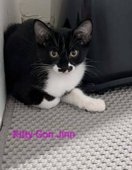 Kitty Gon-Jin - Fostered in Omaha -  American Shorthair Cat for Adoption in Overland Park, Kansas - Kitty Gon-Jin - Fostered In Omaha | PetCurious