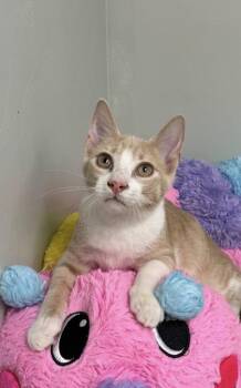 Canola -  Domestic Short Hair Cat for Adoption in Picayune, Mississippi - Canola | PetCurious