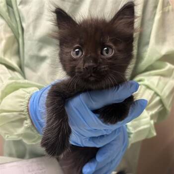 Claudia -  Domestic Medium Hair Cat for Adoption in Tempe, Arizona - Claudia | PetCurious