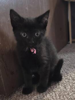 Lexapro -  Domestic Short Hair Cat for Adoption in Lafayette, Colorado - Lexapro | PetCurious