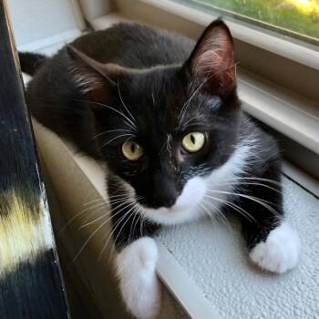 Natasha -  Domestic Short Hair Cat for Adoption in Lodi, California - Natasha | PetCurious