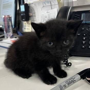 Domestic Short Hair Cats Available for Adoption in Tampa, Florida - Harold | PetCurious