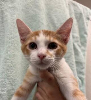 Pavi -  Domestic Short Hair Cat for Adoption in Honolulu, Hawaii - Pavi | PetCurious