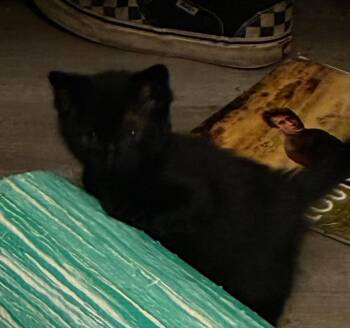 Spooky -  Domestic Medium Hair Cat for Adoption in Little Rock, Arkansas - Spooky | PetCurious