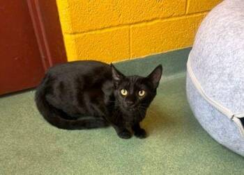 Rescue Domestic Short Hair Cats for Adoption in Williamsport, Pennsylvania - Maxine | PetCurious