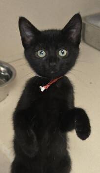 Curly Fries - FIV+ -  Domestic Short Hair Cat for Adoption in East Brookfield, Massachusetts - Curly Fries - FIV+ | PetCurious