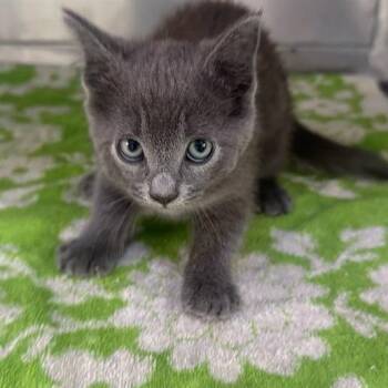 A5786525 -  Domestic Short Hair Cat for Adoption in San Gabriel, California - A5786525 | PetCurious