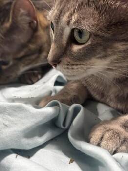 Amelia -  Tabby and Domestic Short Hair Cat for Adoption in Liverpool, Texas - Amelia | PetCurious