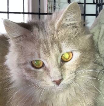 Rescue Maine Coon and Domestic Medium Hair Cats for Adoption in Franklin, West Virginia - Snapdragon | PetCurious