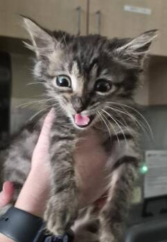 If-11 -  Domestic Medium Hair Cat for Adoption in Lawrenceville, Georgia - If-11 | PetCurious