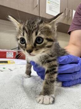 Myles -  Domestic Short Hair Cat for Adoption in Fishers, Indiana - Myles | PetCurious