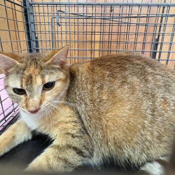 Domestic Short Hair Cats Available for Adoption in Columbiana, Alabama - Mama Wild Strawberry | PetCurious