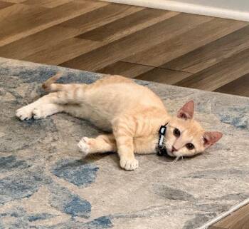 Rescue Domestic Short Hair Cats for Adoption in Augusta, Georgia - Tang/Fanta | PetCurious