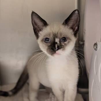 Haley -  Domestic Short Hair Cat for Adoption in Sonoma, California - Haley | PetCurious