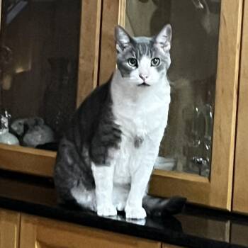 Sven -  Domestic Short Hair Cat for Adoption in West Palm Beach, Florida - Sven | PetCurious