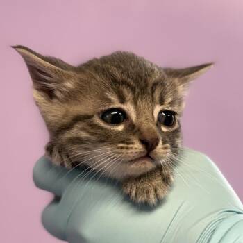 Domestic Short Hair Cats Available for Adoption in Redwood Valley, California - Monsoon | PetCurious