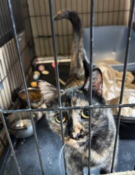 Aurora -  Tortoiseshell Cat Available for Adoption in Raymond, Washington - Aurora | PetCurious