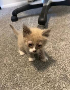 Arlene - Lasagna Litter -  Domestic Medium Hair Cat for Adoption in Anthem, Arizona - Arlene - Lasagna Litter | PetCurious