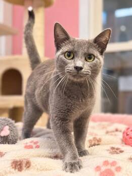 Rook -  Domestic Short Hair Cat for Adoption in Wheaton, Illinois - Rook | PetCurious