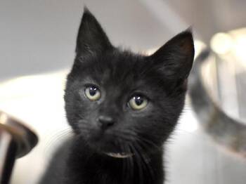Baby Boo -  Domestic Short Hair Cat for Adoption in Portland, Oregon - Baby Boo | PetCurious