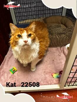 KAT -  Domestic Long Hair Cat for Adoption in Marietta, Georgia - KAT | PetCurious