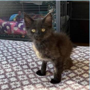 Maverick -  Domestic Short Hair Cat for Adoption in Orangevale, California - Maverick | PetCurious
