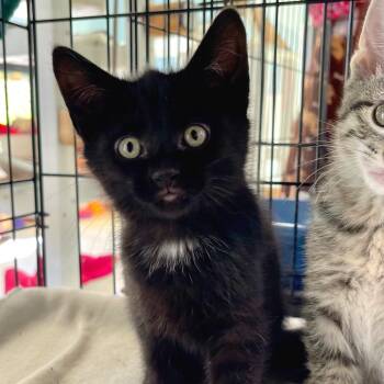 Rescue Siamese Cats for Adoption in Riverwoods, Illinois - Treat | PetCurious