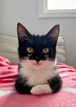 Domestic Short Hair Cats Available for Adoption - Bumpkin | PetCurious