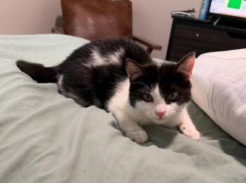 Domestic Short Hair Cats Available for Adoption in Youngsville, North Carolina - Aveeno26 | PetCurious