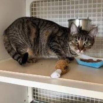 Sisi -  Domestic Short Hair Cat for Adoption in Los Angeles, California - Sisi | PetCurious