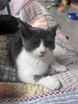 Anchovy -  Domestic Short Hair Cat for Adoption in Dayton, Ohio - Anchovy | PetCurious