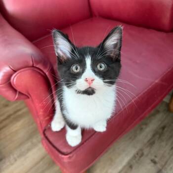 Page -  Domestic Long Hair Cat for Adoption in Pontiac, Illinois - Page | PetCurious