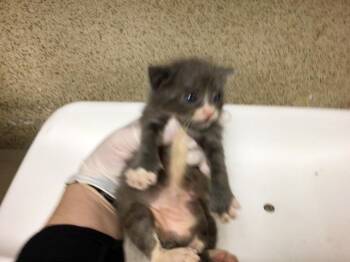 Domestic Short Hair Cats Available for Adoption - A1857562 | PetCurious