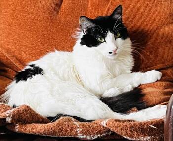 Domestic Short Hair Cats Available for Adoption - Sullivan  | PetCurious