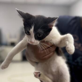 Carousel-C -  Domestic Short Hair Cat for Adoption in East St. Louis, Illinois - Carousel-C | PetCurious