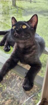 Loki -  Domestic Short Hair Cat for Adoption in Richmond, Kentucky - Loki | PetCurious