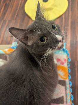 Rescue Domestic Short Hair Cats for Adoption in Grovetown, Georgia - Phoenix (Gentry) | PetCurious