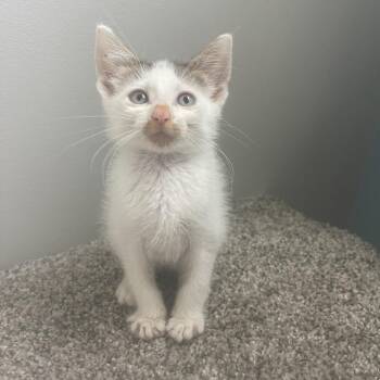Blessed -  Domestic Short Hair Cat for Adoption in Valdosta, Georgia - Blessed | PetCurious