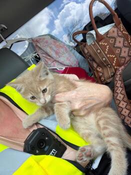 Little Annie -  Tabby Cat for Adoption in Nacogdoches, Texas - Little Annie | PetCurious