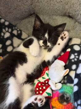 Widget -  Domestic Short Hair Cat for Adoption in Battle Creek, Michigan - Widget | PetCurious