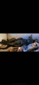 Rescue Domestic Short Hair Cats for Adoption in Reno, Nevada - Little Bear | PetCurious